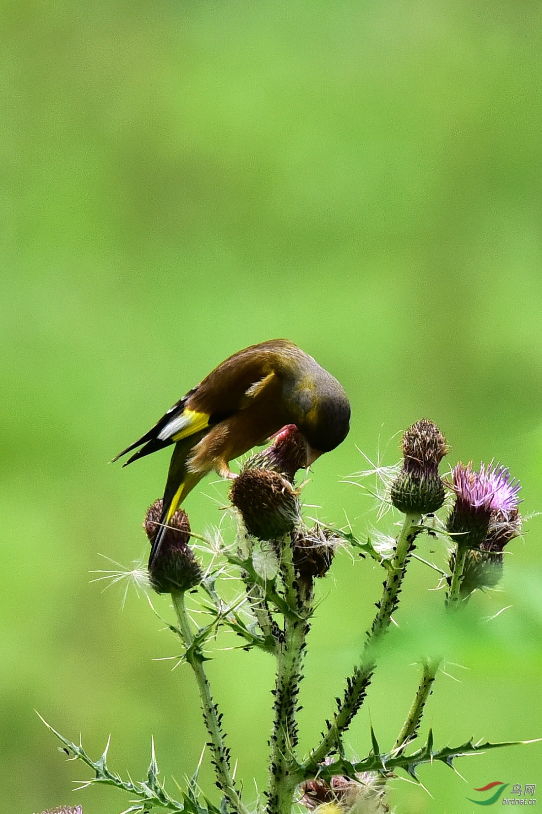 DSC_1380.JPG
