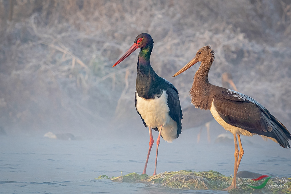 ������ʯ��ׯ������ұ��