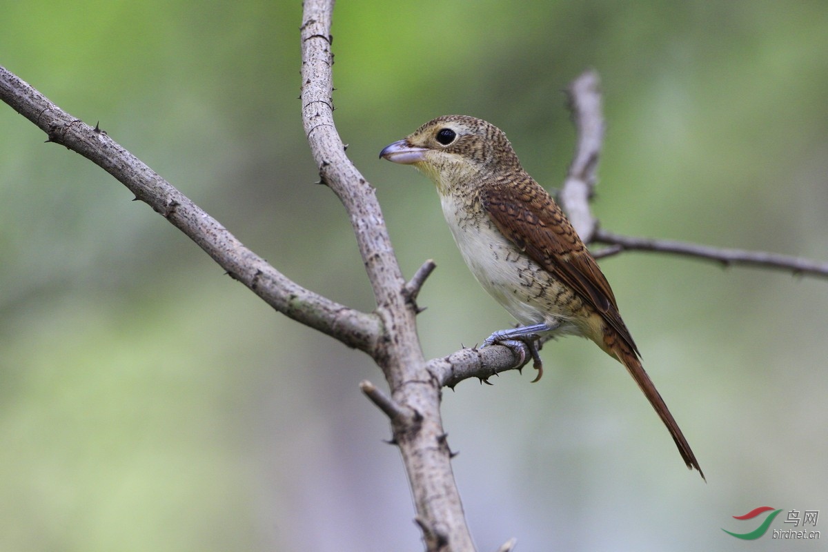 ���Ʋ���_MG_4689 - ����.jpg