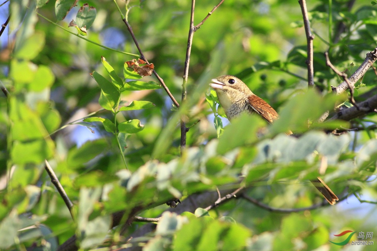 ���Ʋ���_MG_6902 - ����.jpg