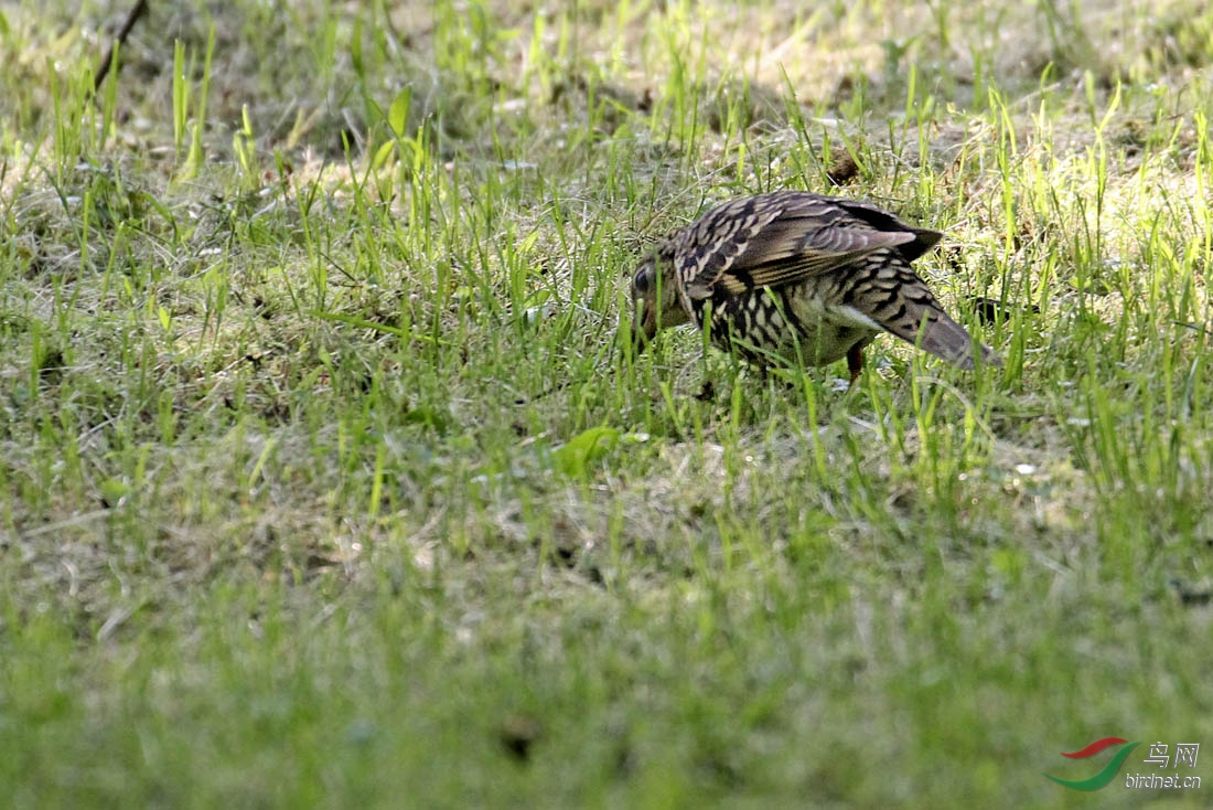 植物园草地觅食的虎斑地鸫分享