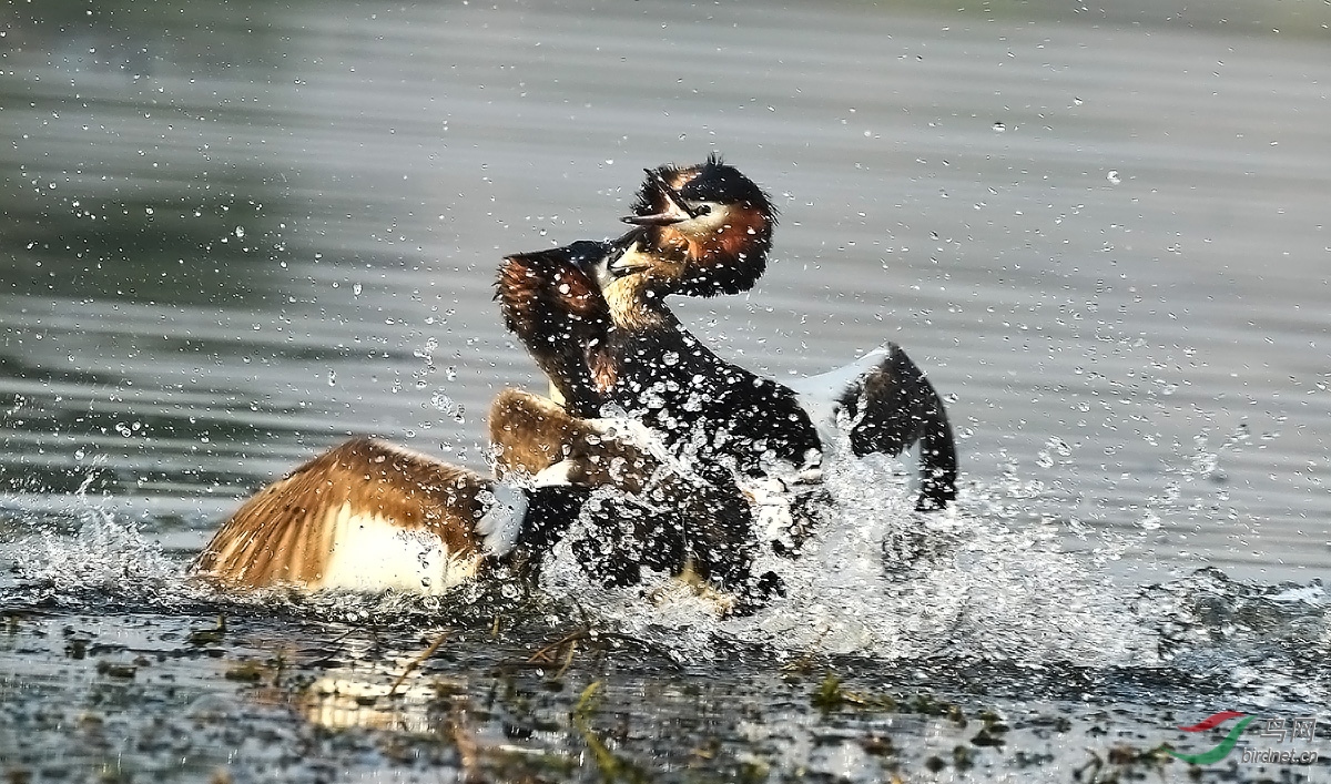 DSC_4159-1.jpg