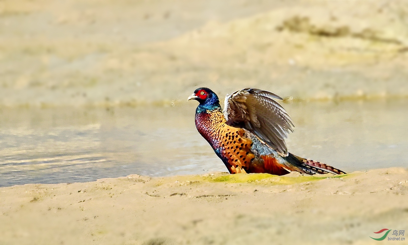 DSC_6442_conew2.jpg