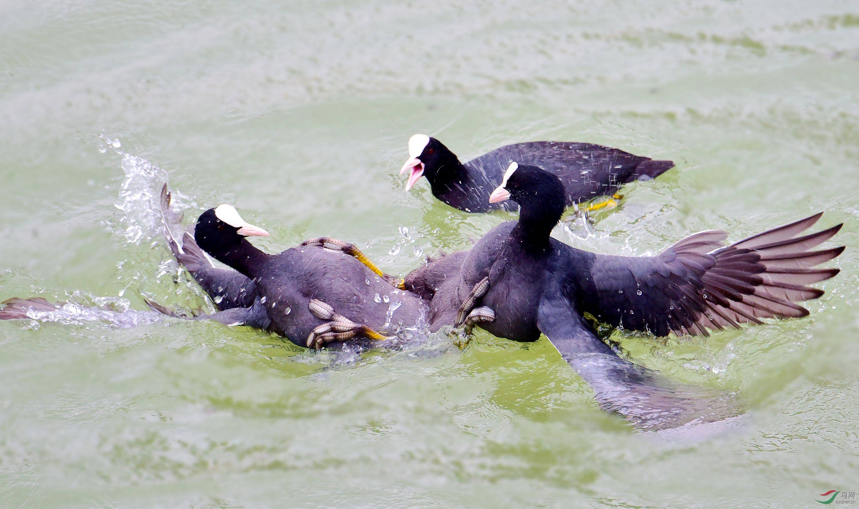 DSC_5146_conew2.jpg