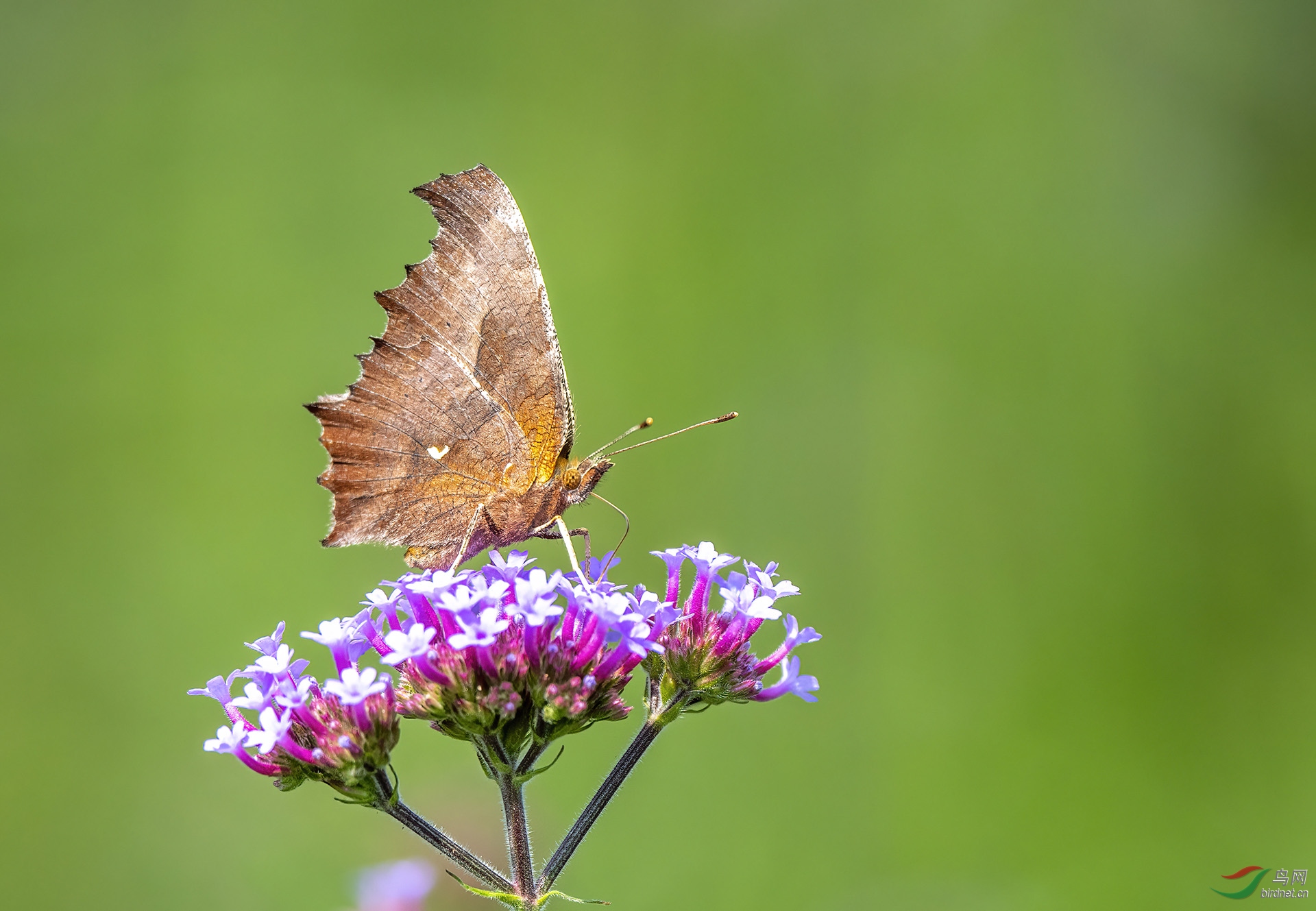 DSC_9010-denoise.jpg