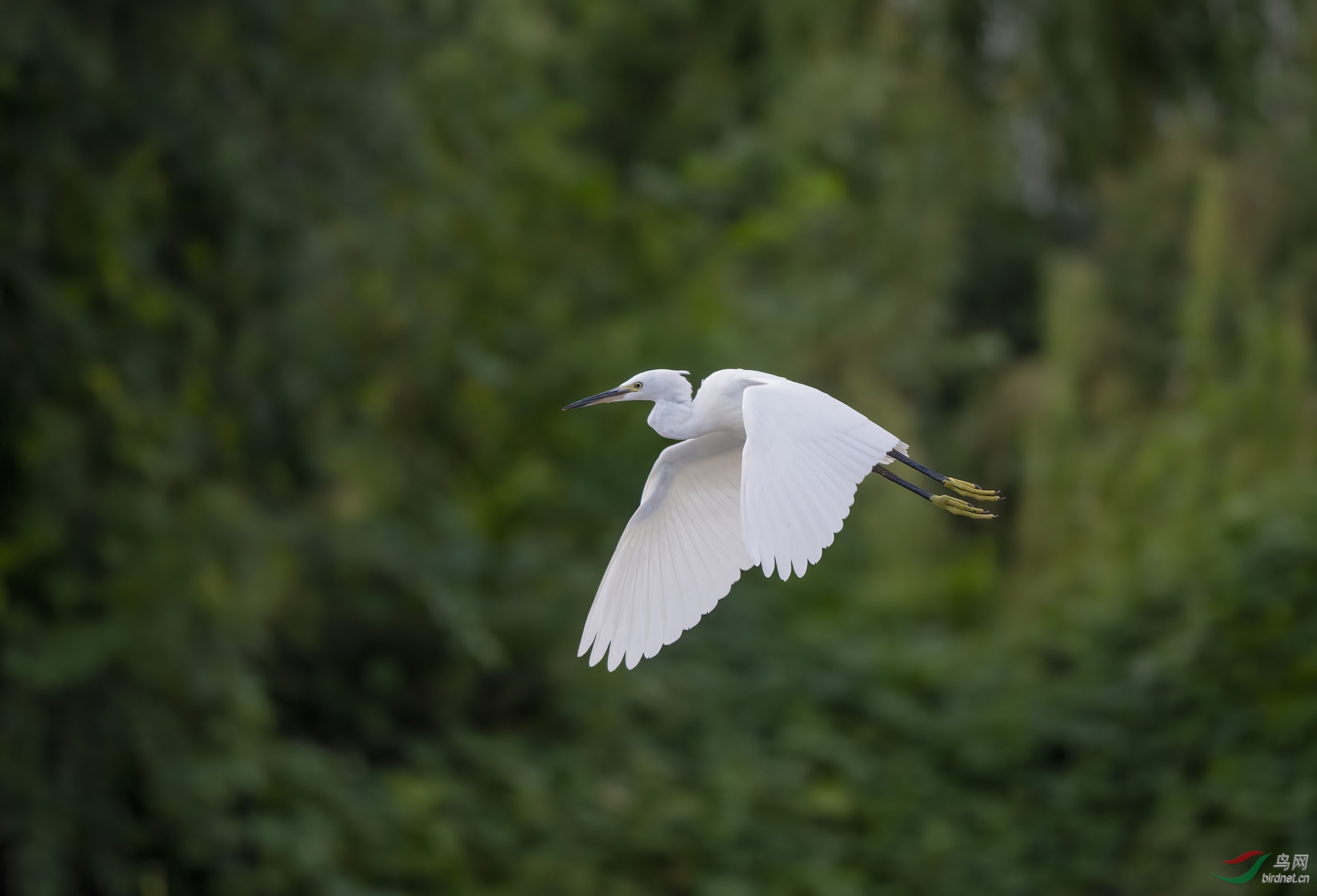 DSC_9605-denoise.jpg