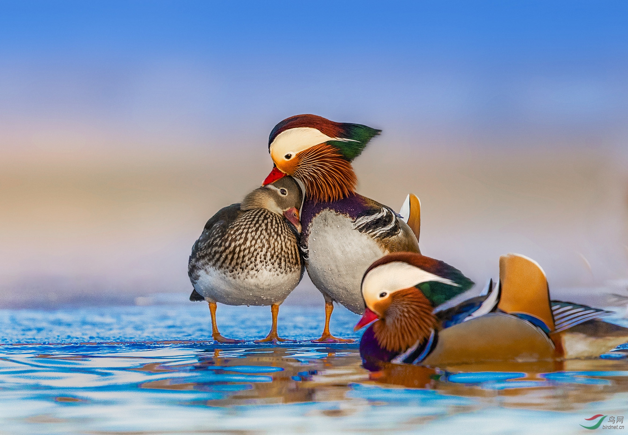 谢谢老师浏览  本帖最后由 虫朋鸟友 于 2020-9-8 11:01 编辑   本