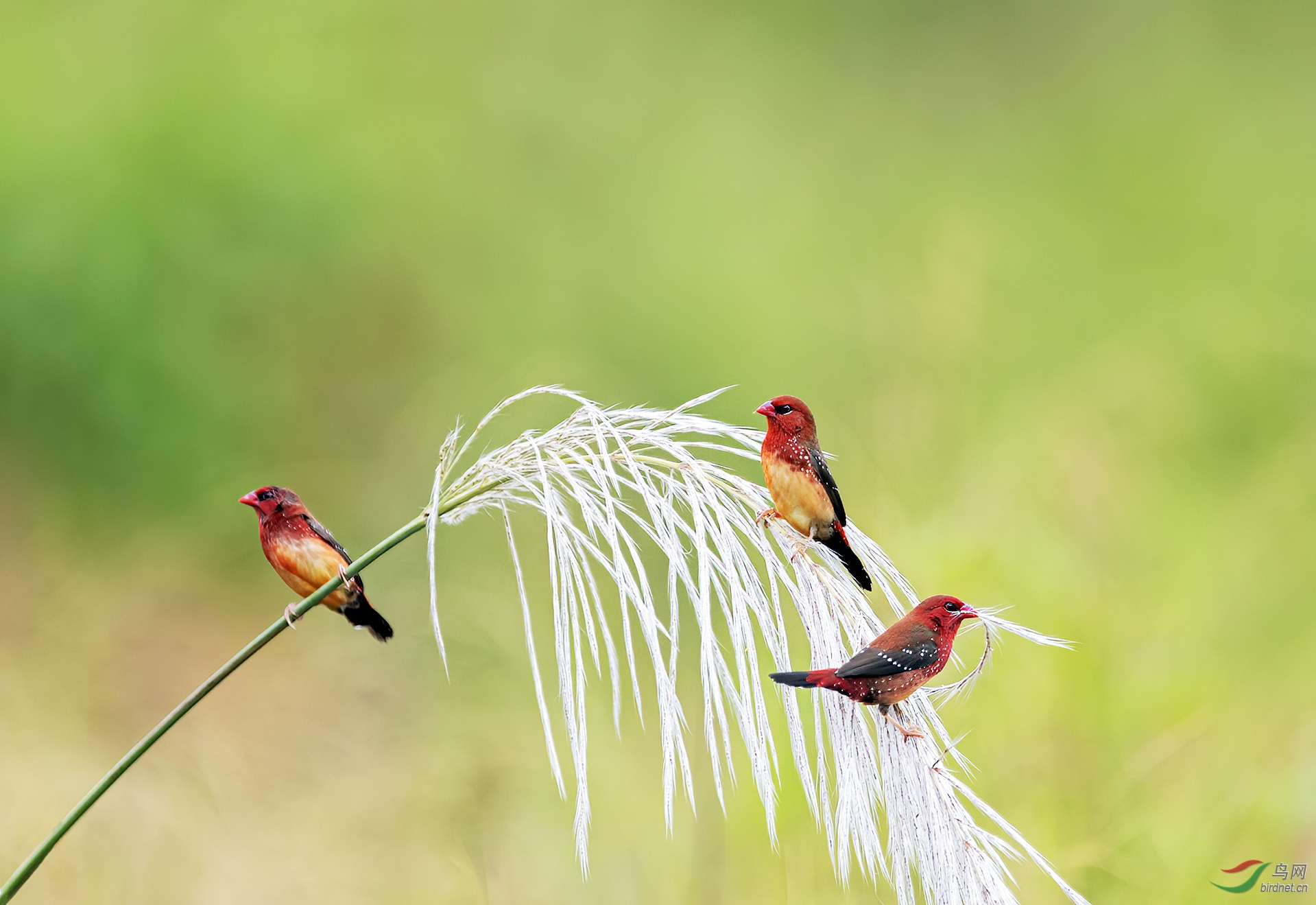 个人首拍三鸟图