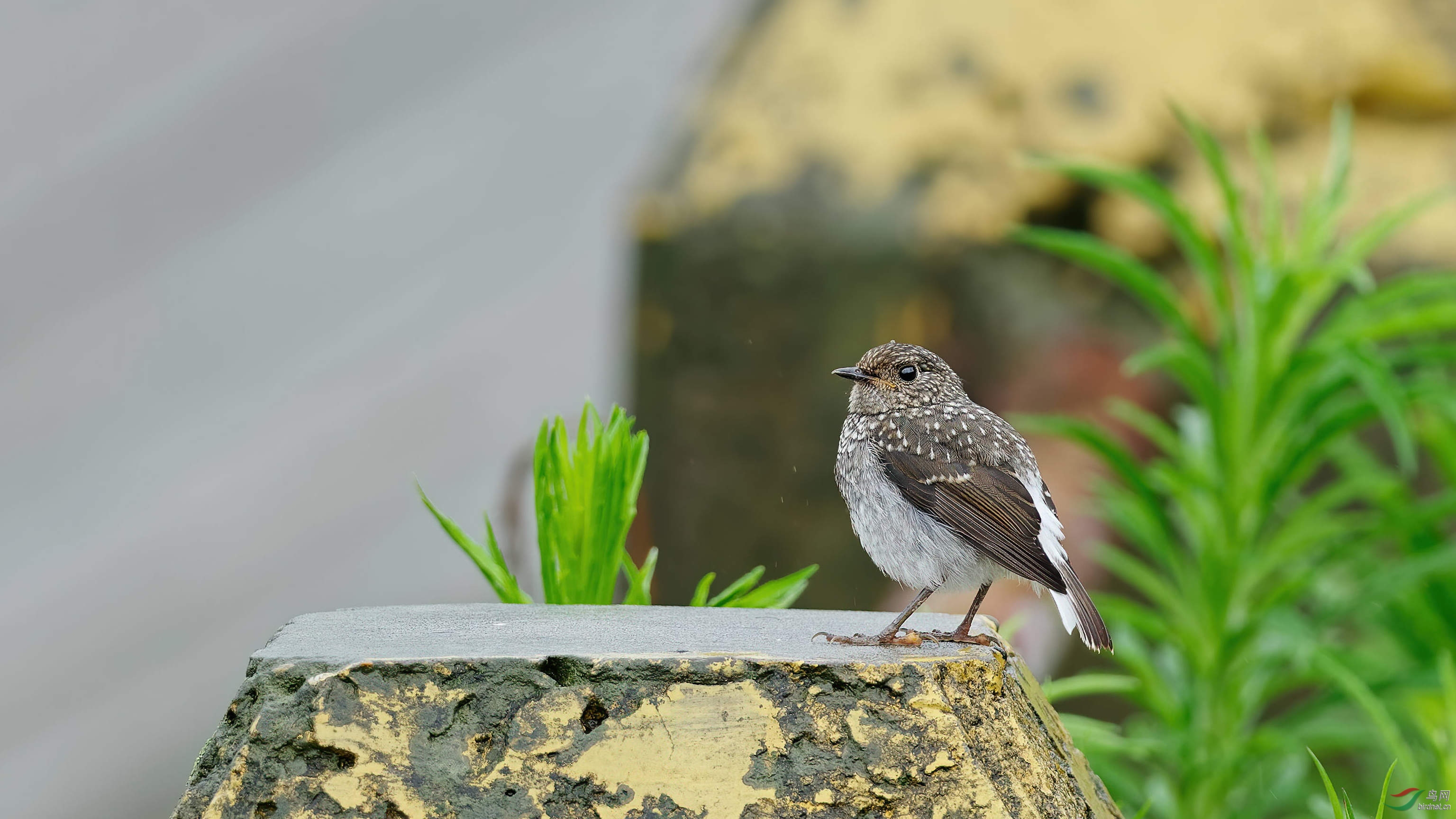 P1081315_DxO-d_DxO.jpg
