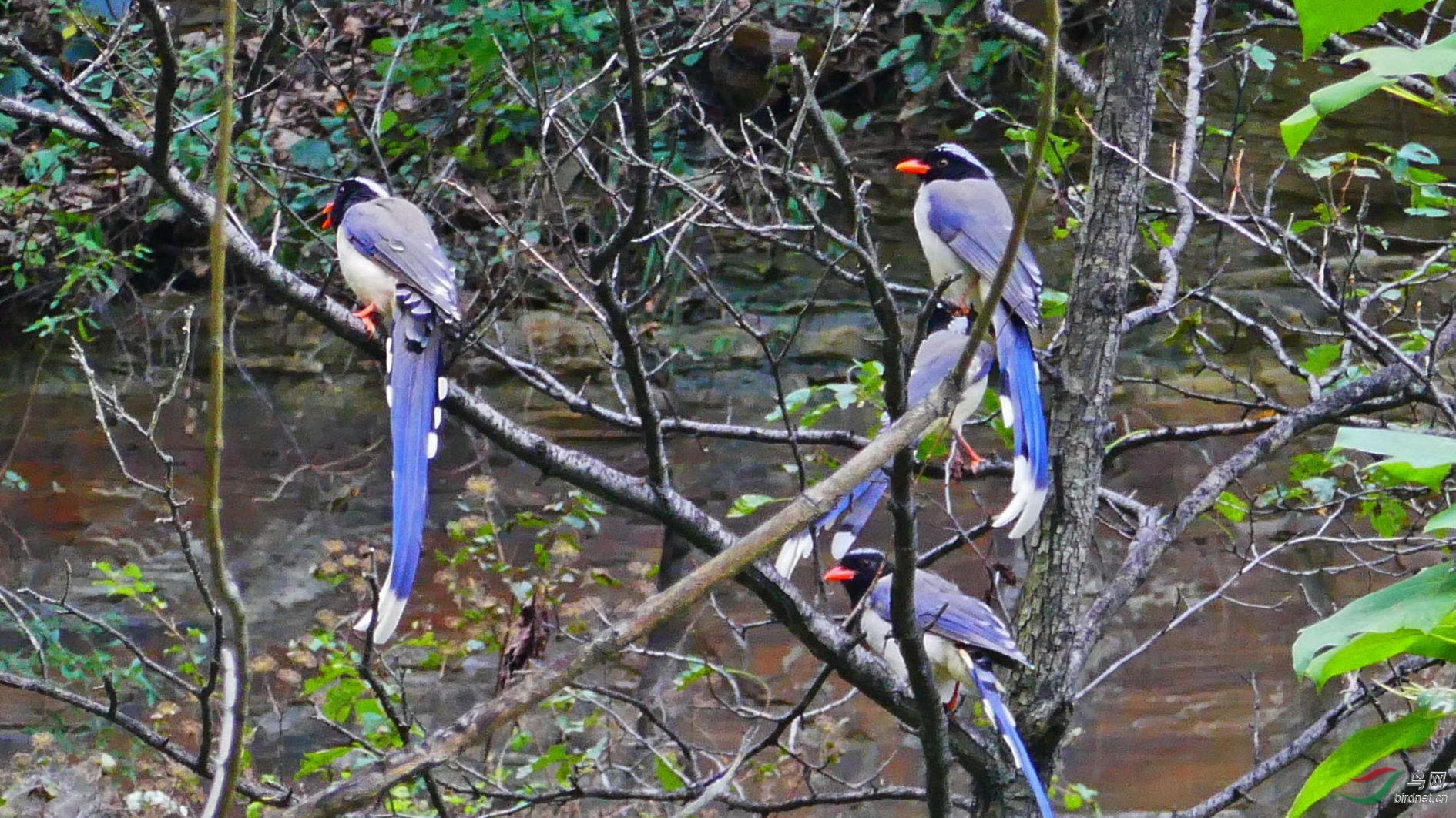 Copy of ����ɽׯ�ݺ�ȵ1.jpg