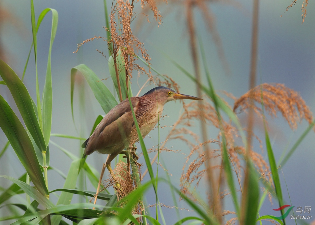 明湖黃葦鳽