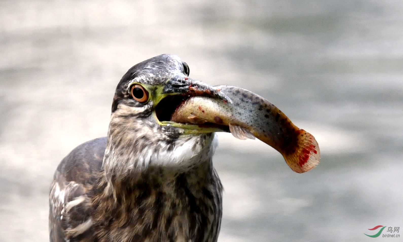 _DSC0916_����.jpg