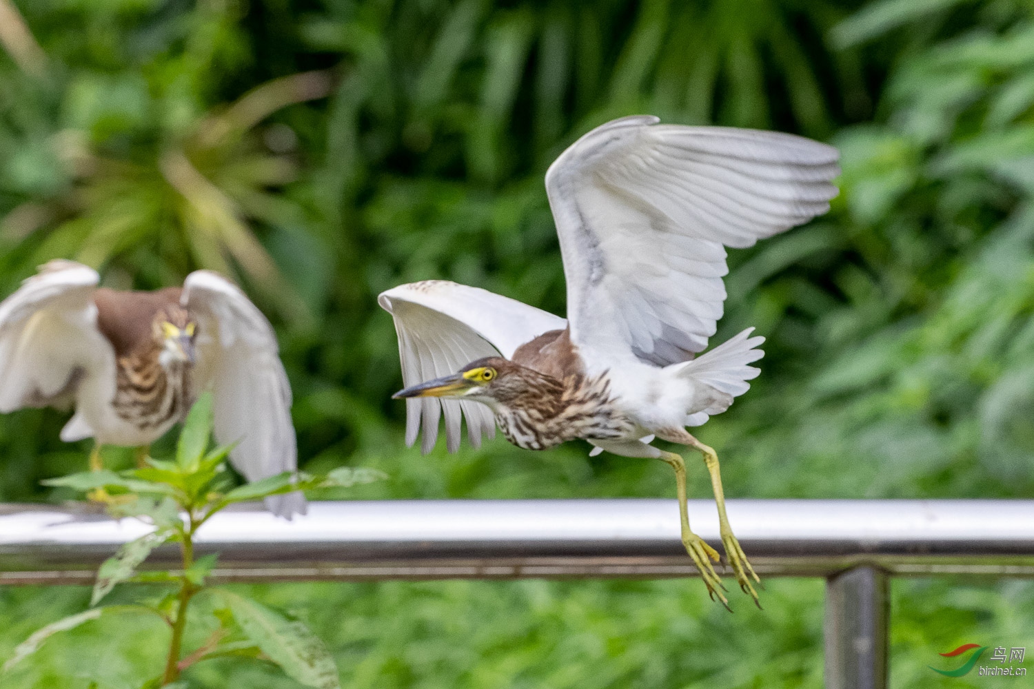 IMG_1521_DxO.jpg