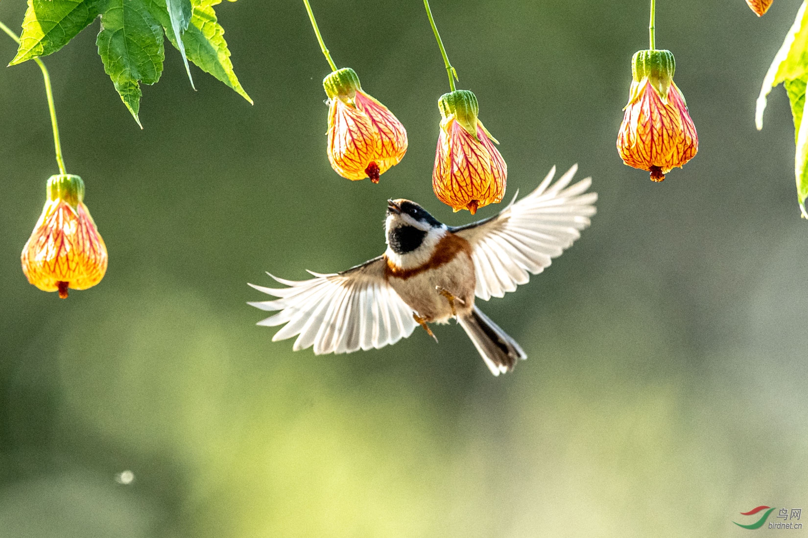 ��ͷ��βɽȸ_1 - ����.jpg