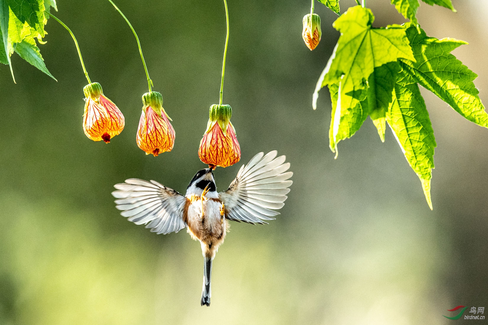 ��ͷ��βɽȸ - ����.jpg