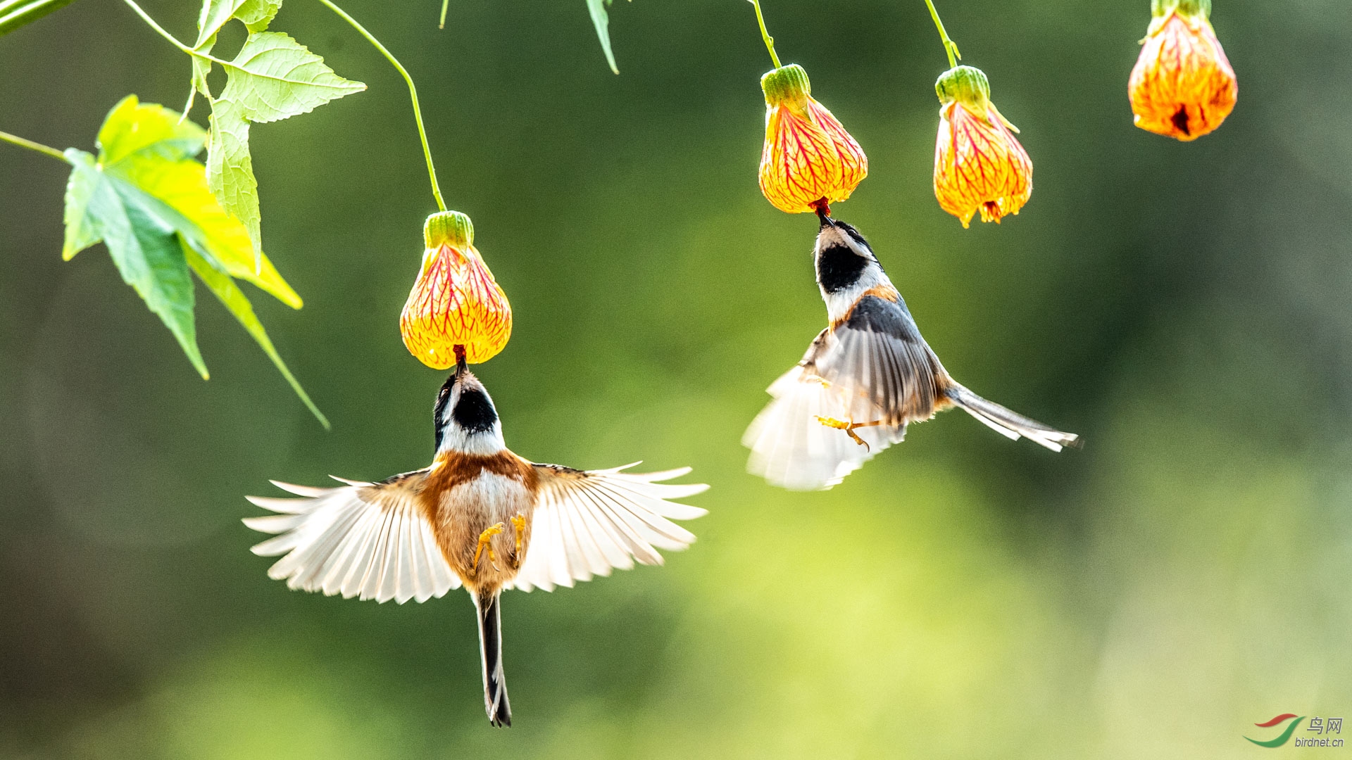 ��ͷ��βɽȸ_21 - ����.jpg