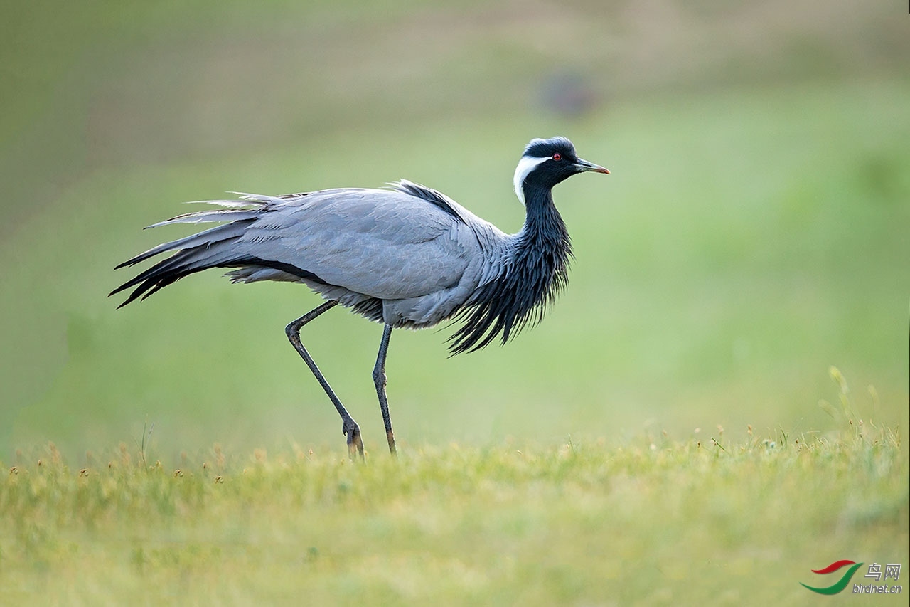 �ֹ���71 ��ʦ���������ɹ������� ����� ��ʲ������ ��������ľ.jpg