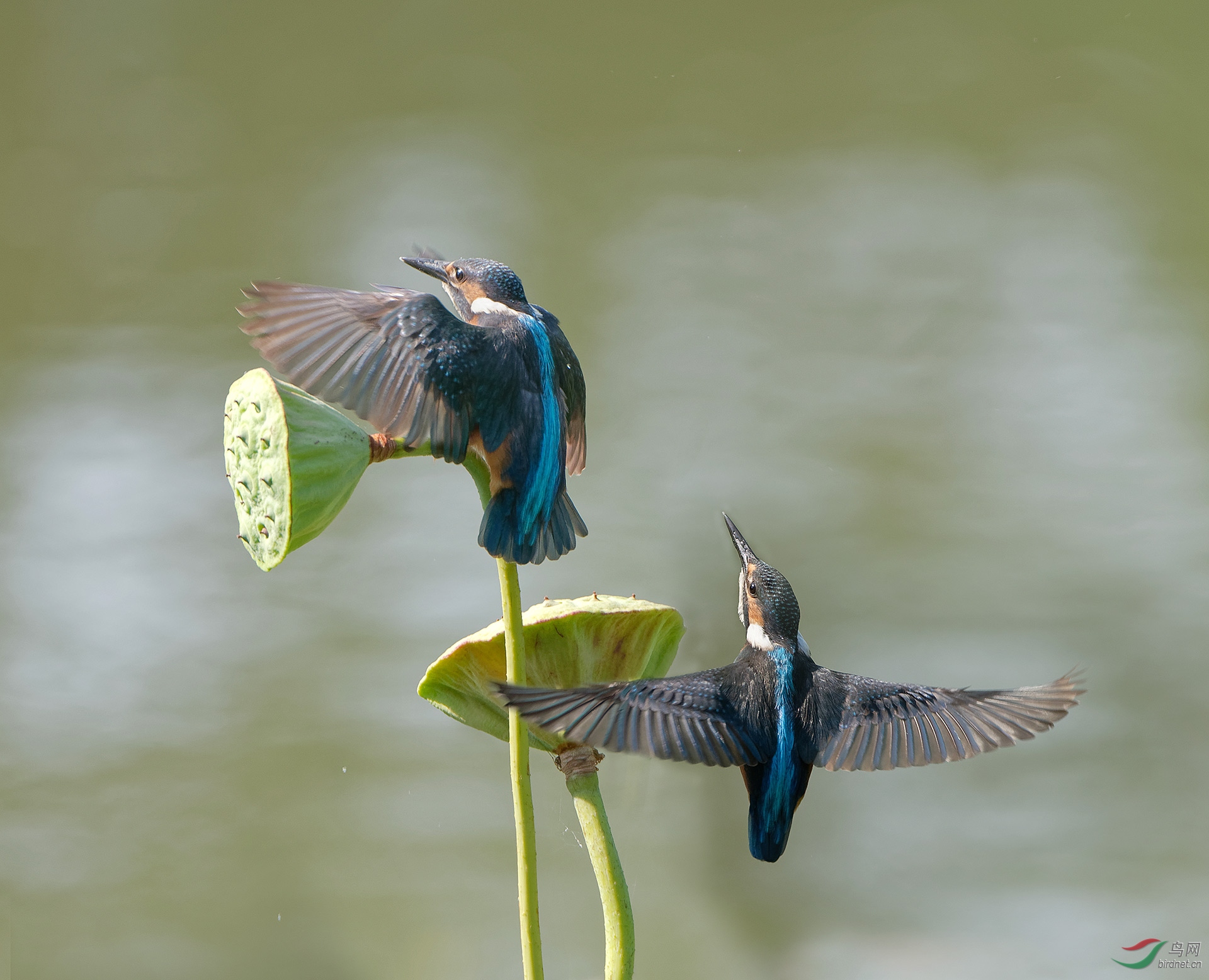 DSC_0270a.jpg