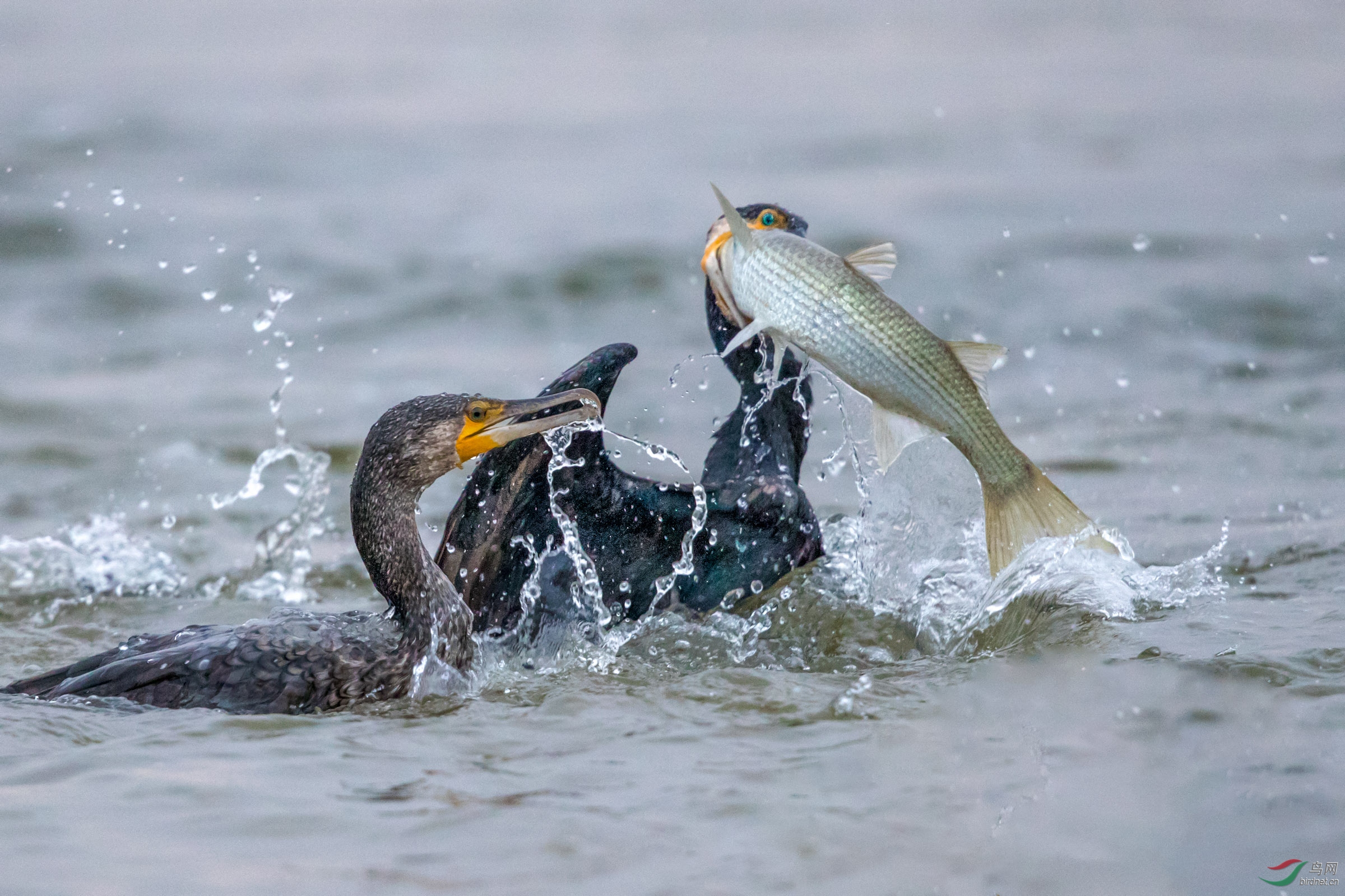 鸕鷀抓魚