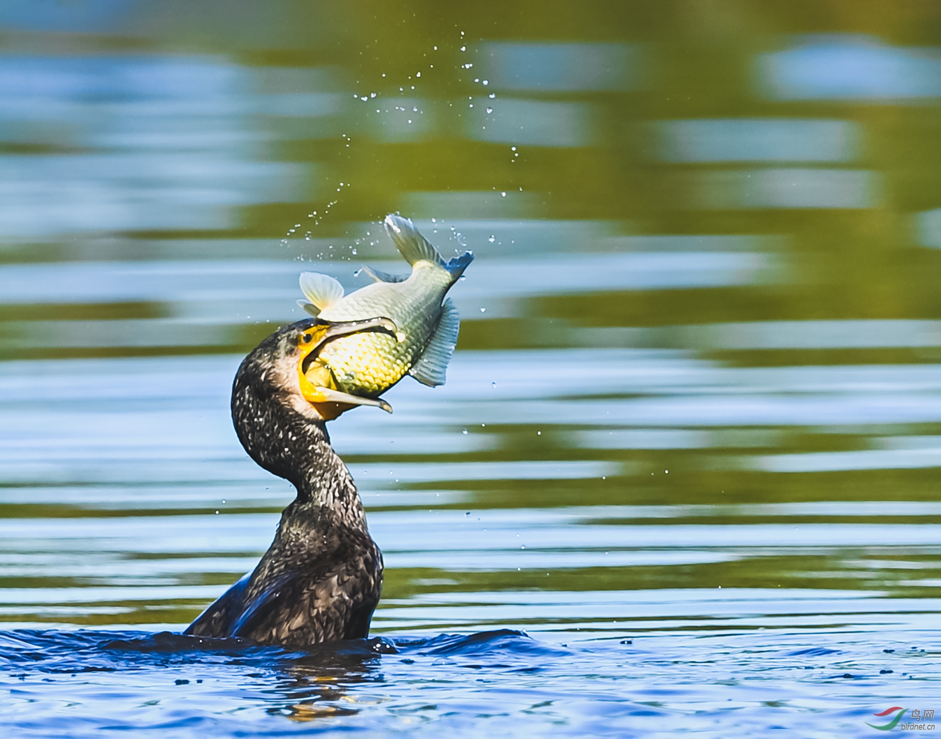 鸬鹚吞鱼水花相伴