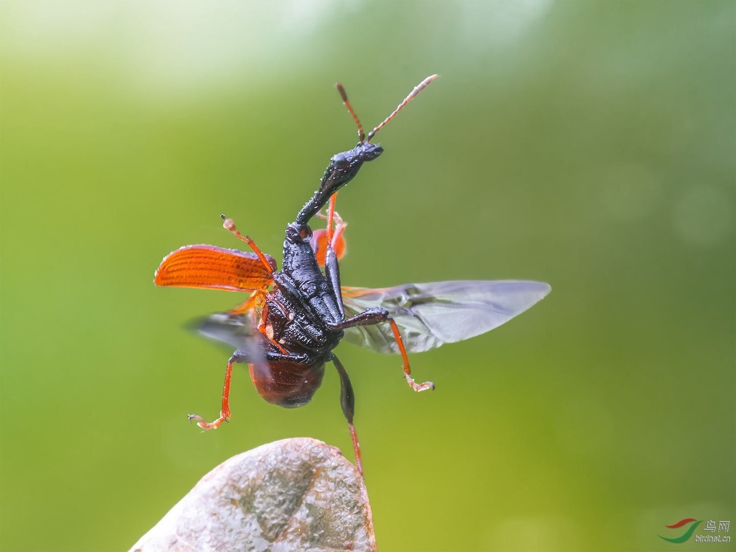 飞"象"(长颈象鼻虫)【贺获首页精华】