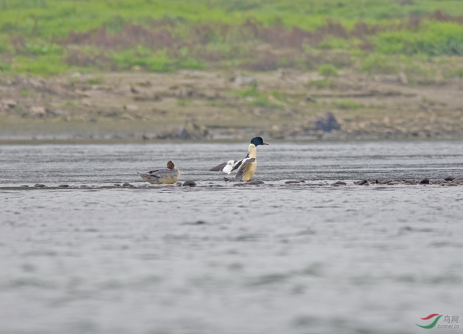 DSC_0426.jpg