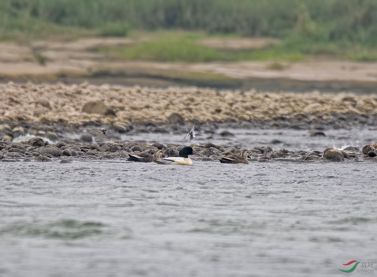 DSC_0453.jpg