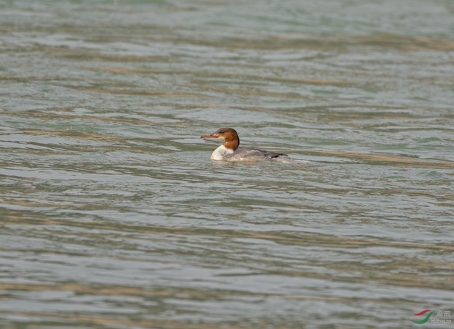 DSC_7908.jpg