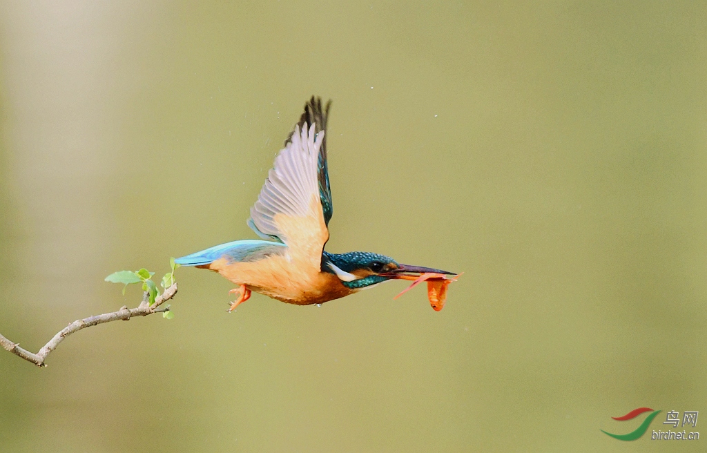 С��ץ����