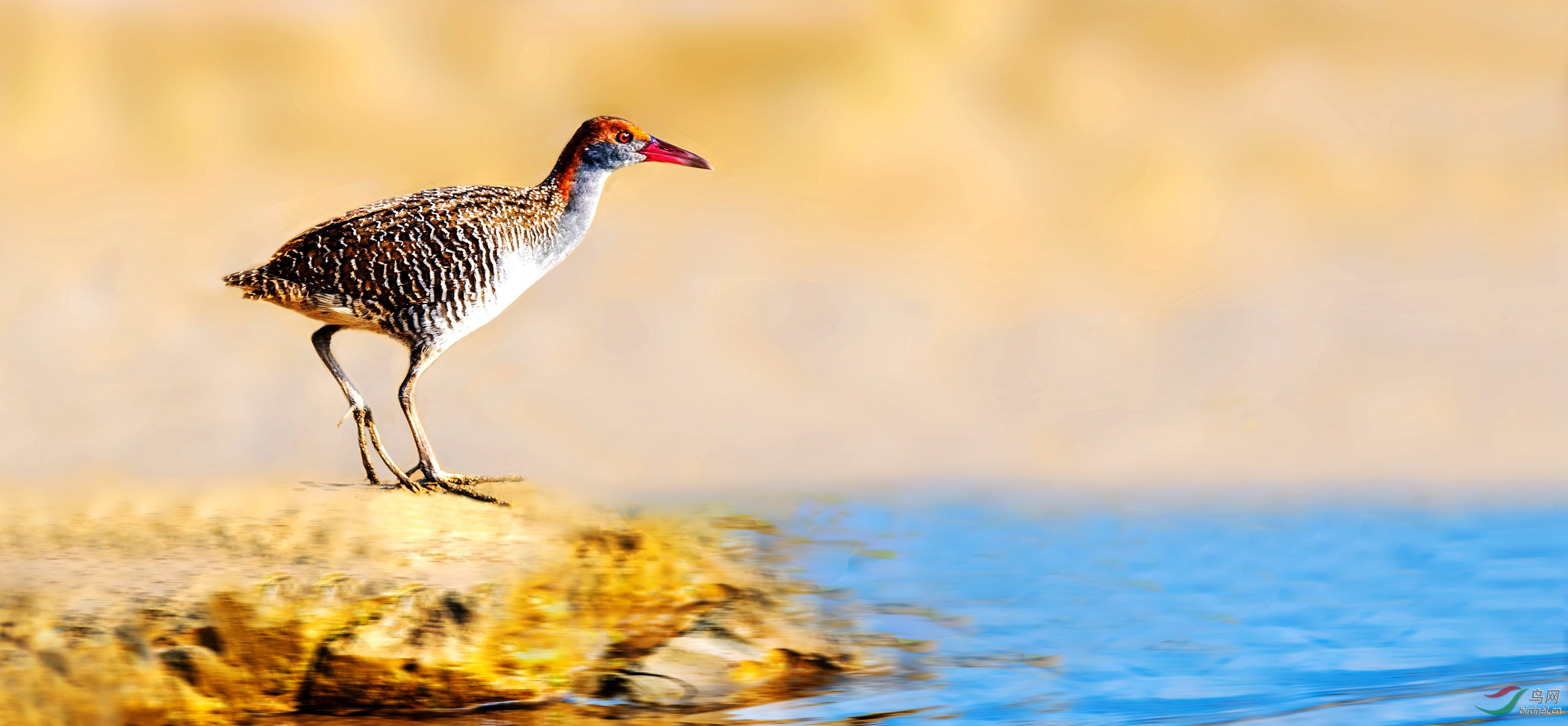 难得一见的蓝胸秧鸡