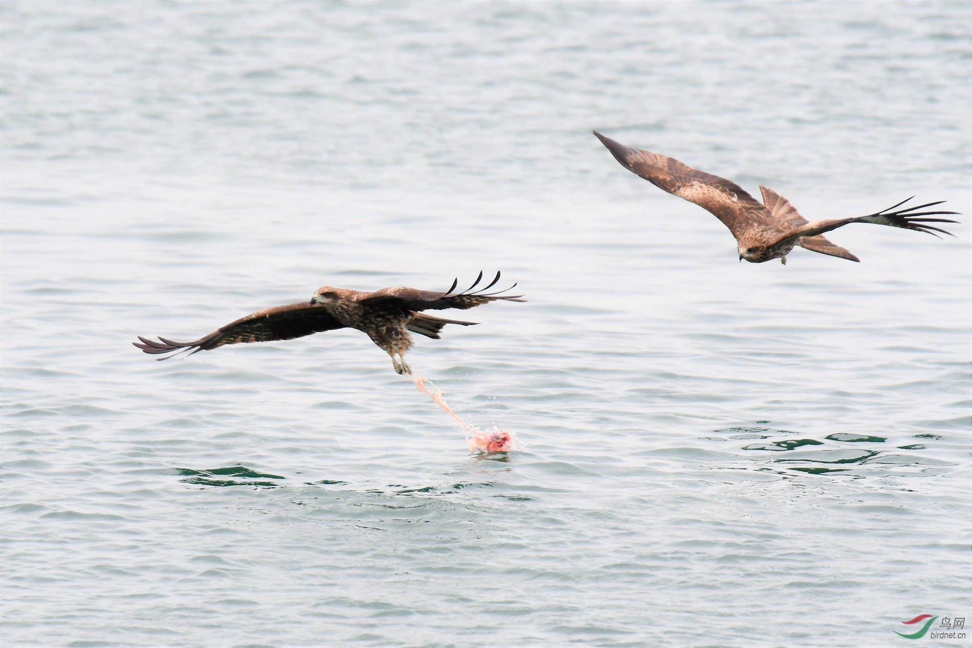 һ���𰲶ʳ ������ͷ (2).JPG