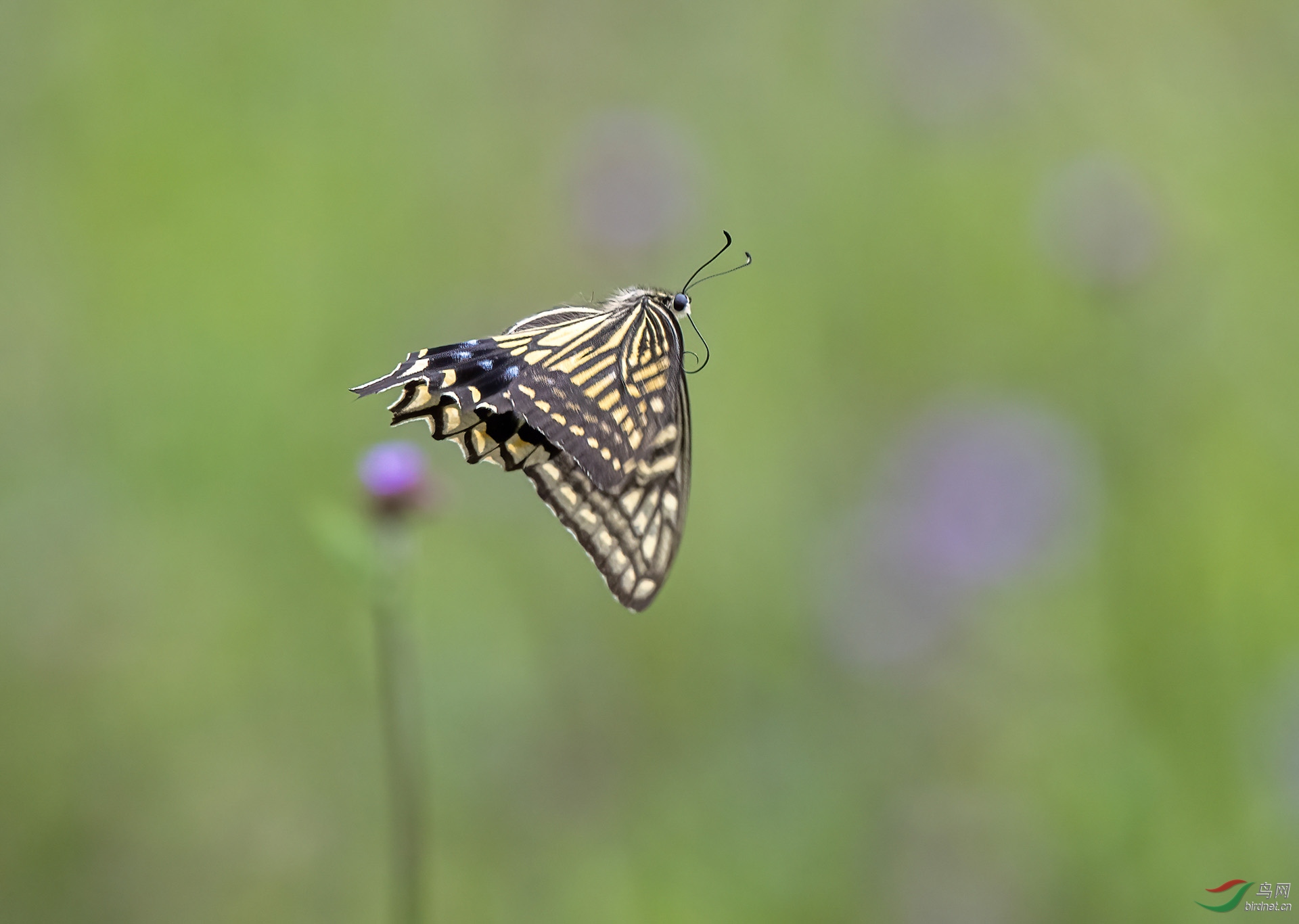 DSC_9325-denoise.jpg