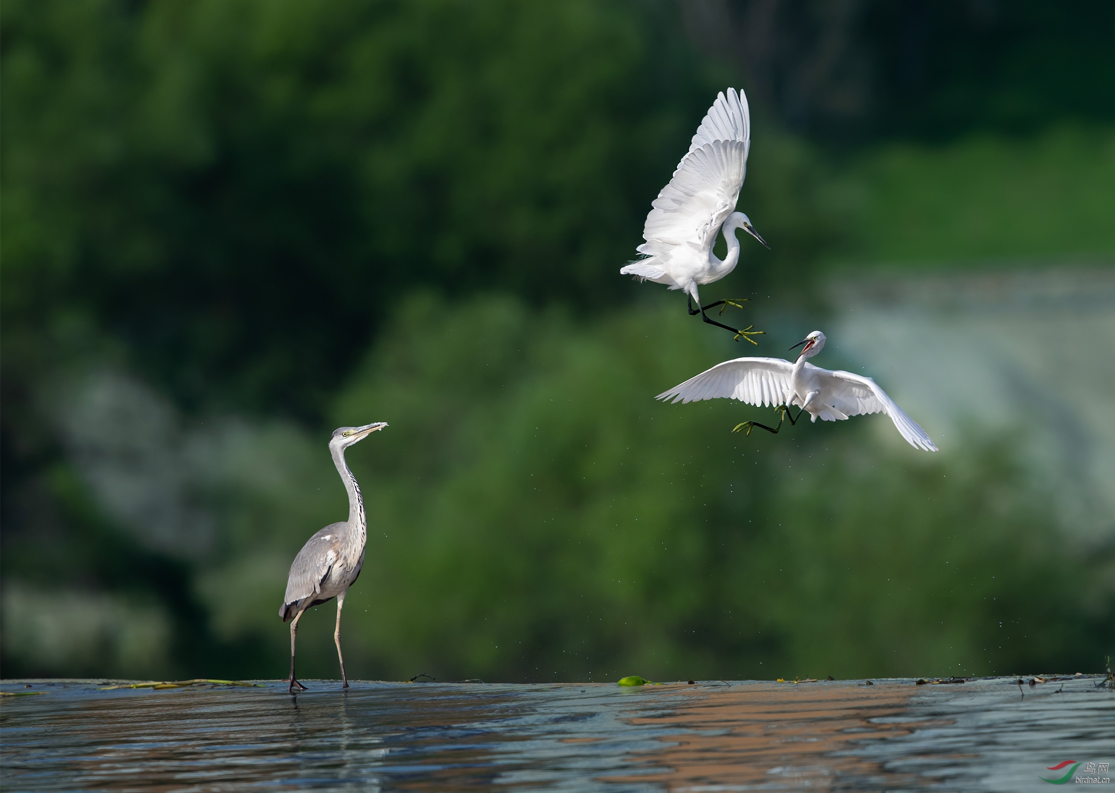 NL__8379-1.jpg