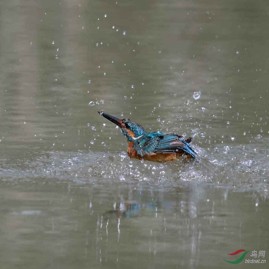 DSC09234.jpg