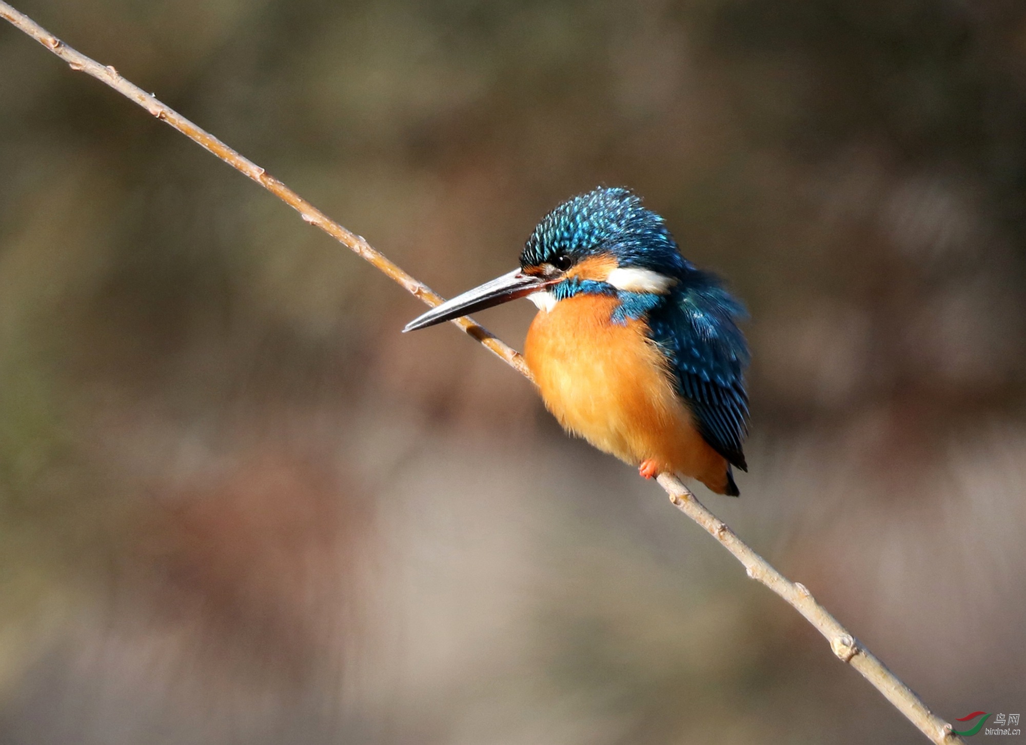 7M7A7165 ����_����.jpg