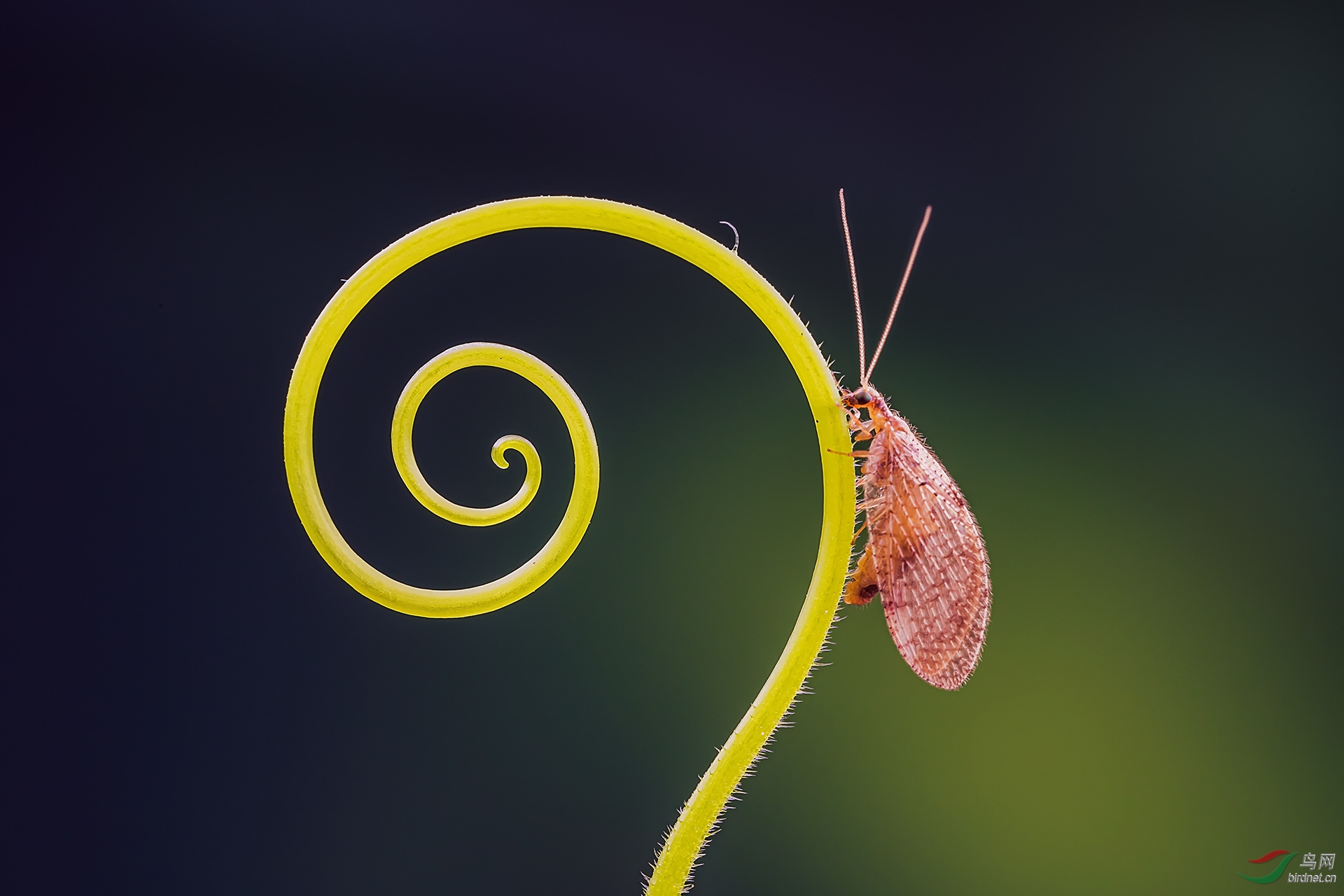 褐蛉贺获首页精华