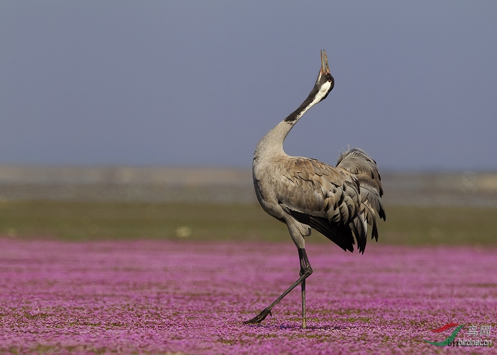 shendudu ��ʦ�����ڽ���ʡ �Ž��� �����.jpg