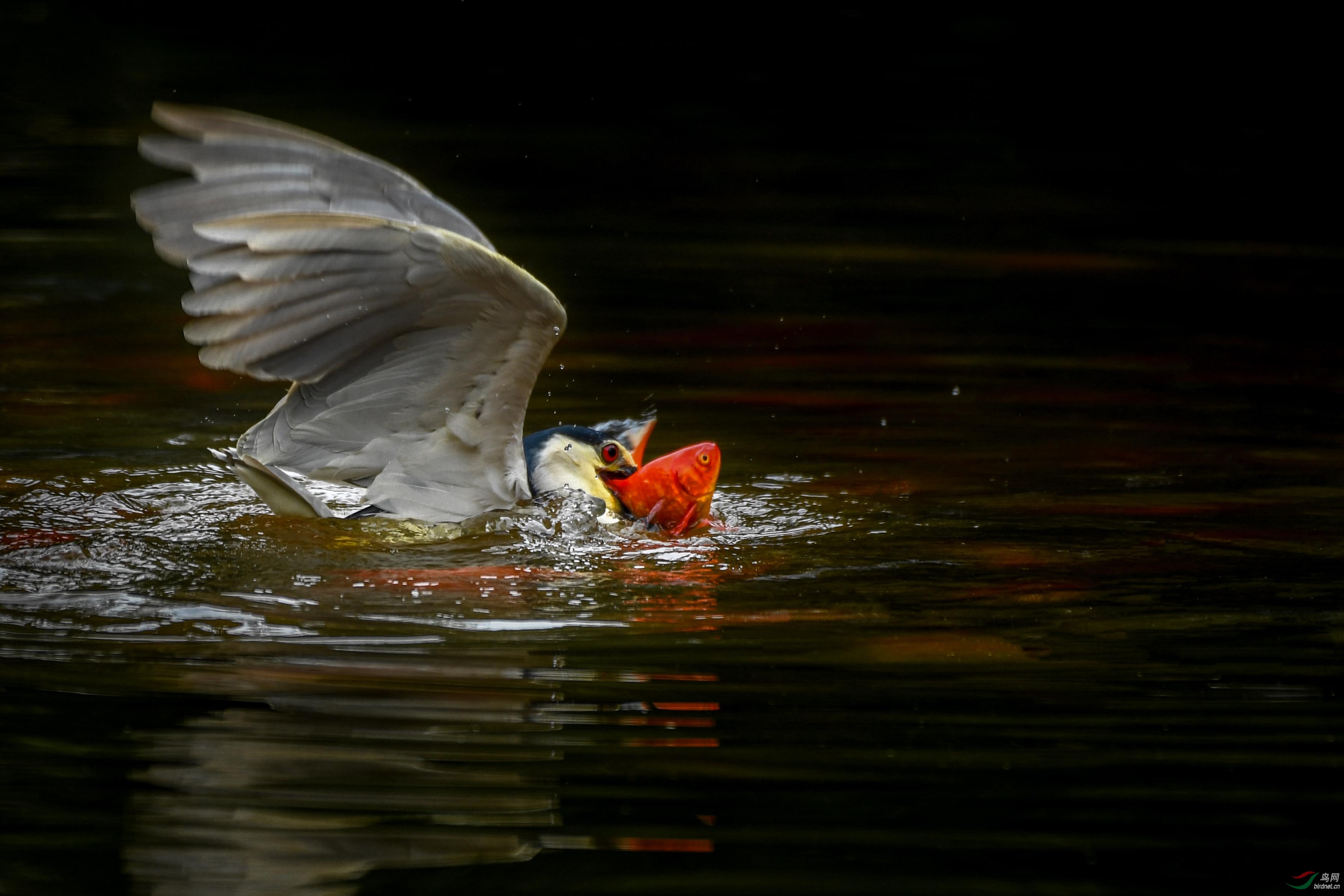 DSC_6601N.jpg
