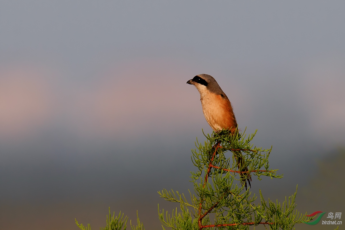 DSC_p2462.jpg
