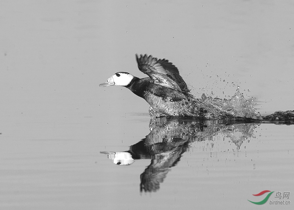 ci6w0332硬尾鸭(黑白).jpg