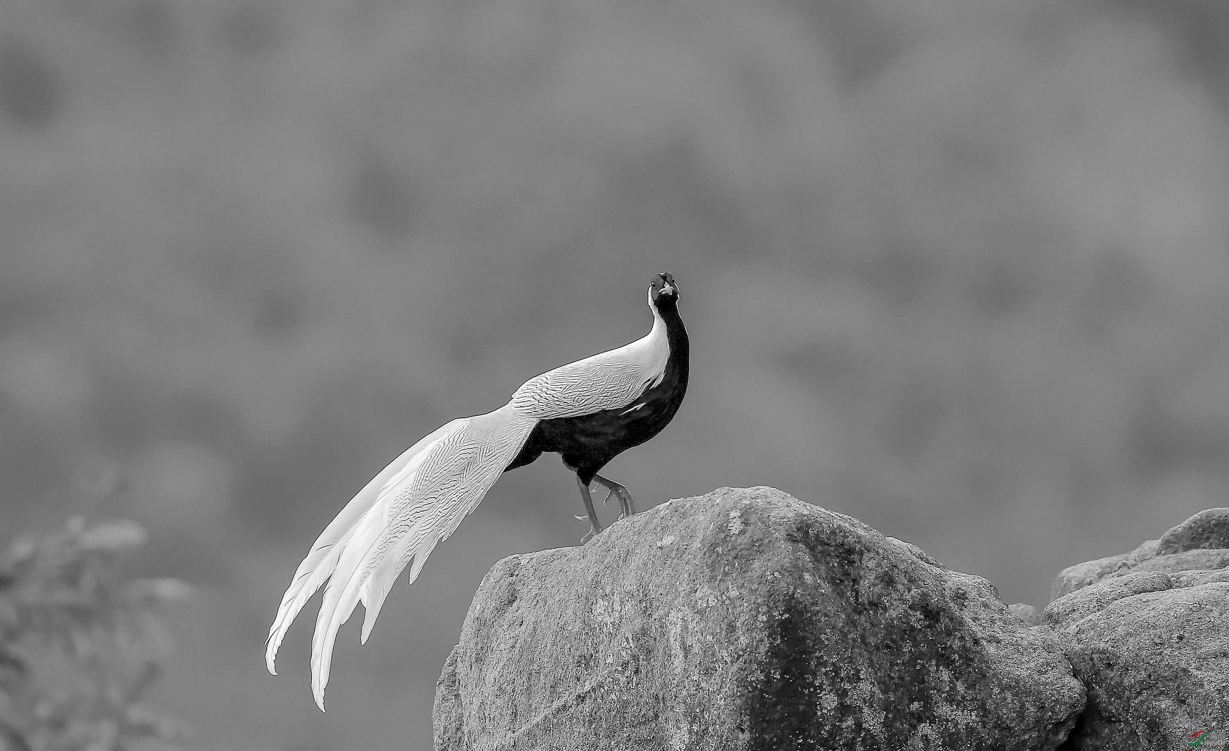 黑背白腹长尾的鸟图片