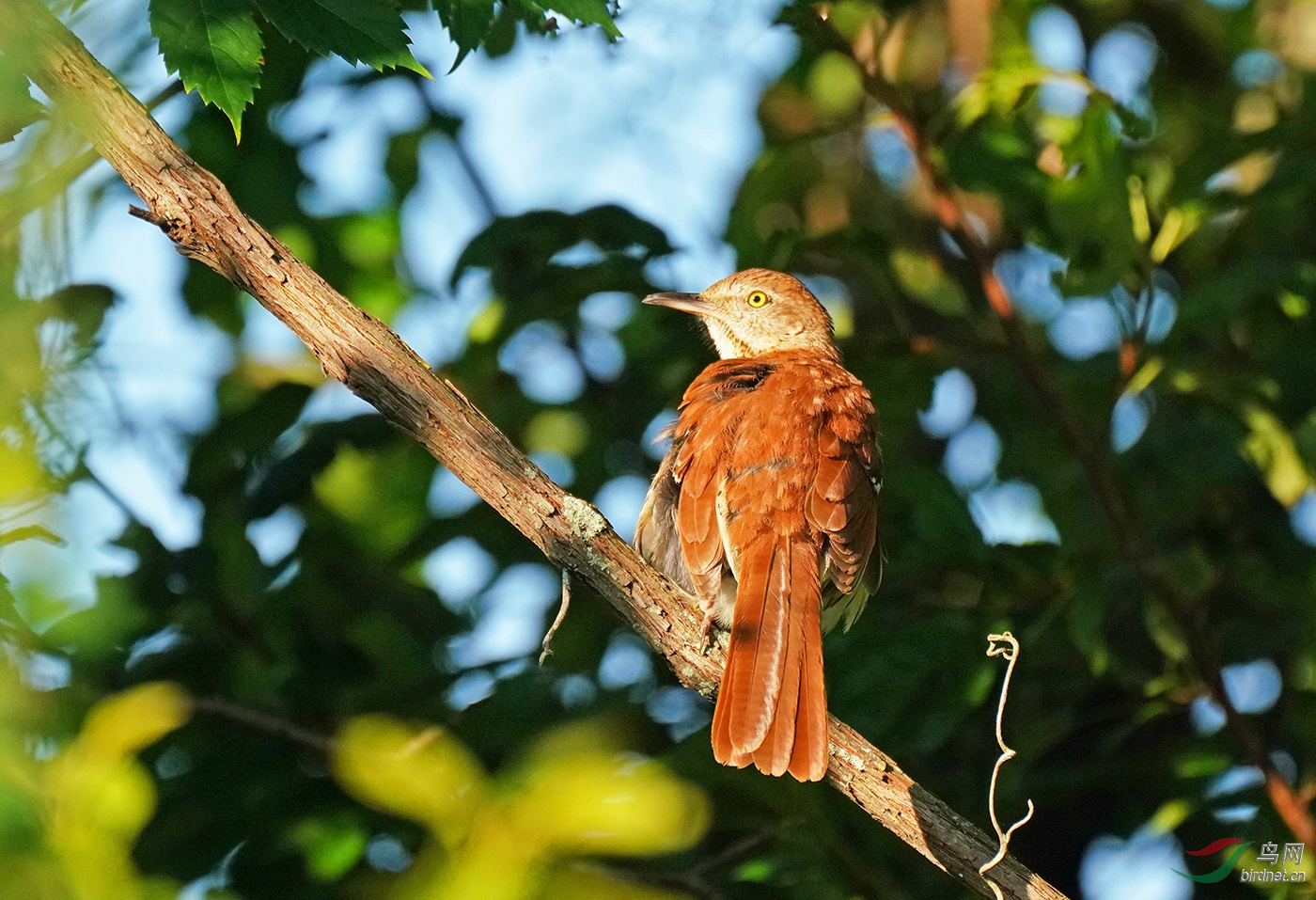 躲在林中的褐弯嘴嘲鸫.