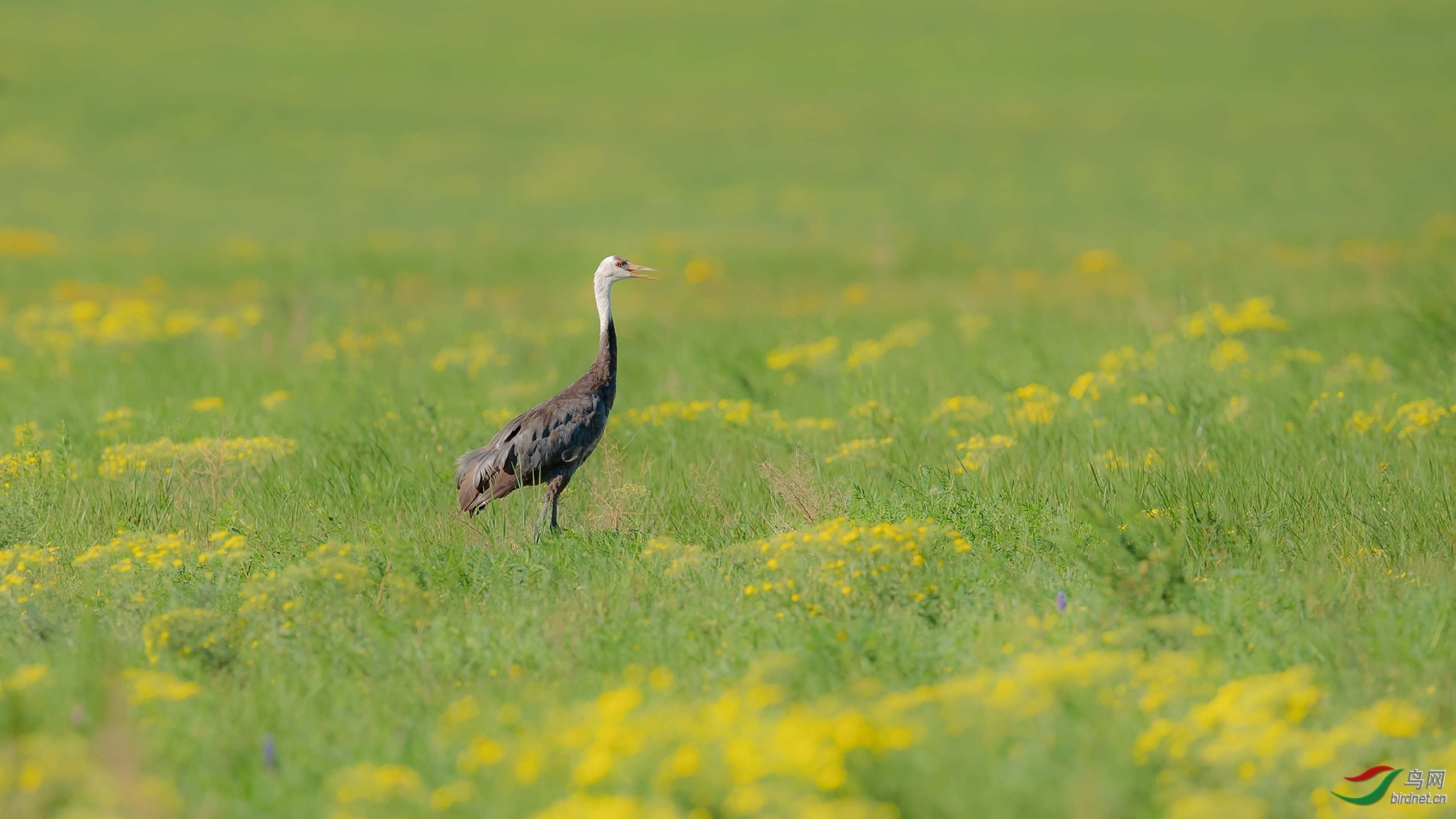 宝石蓝 老师拍摄于吉林省白城市镇赉县五棵树镇.jpg
