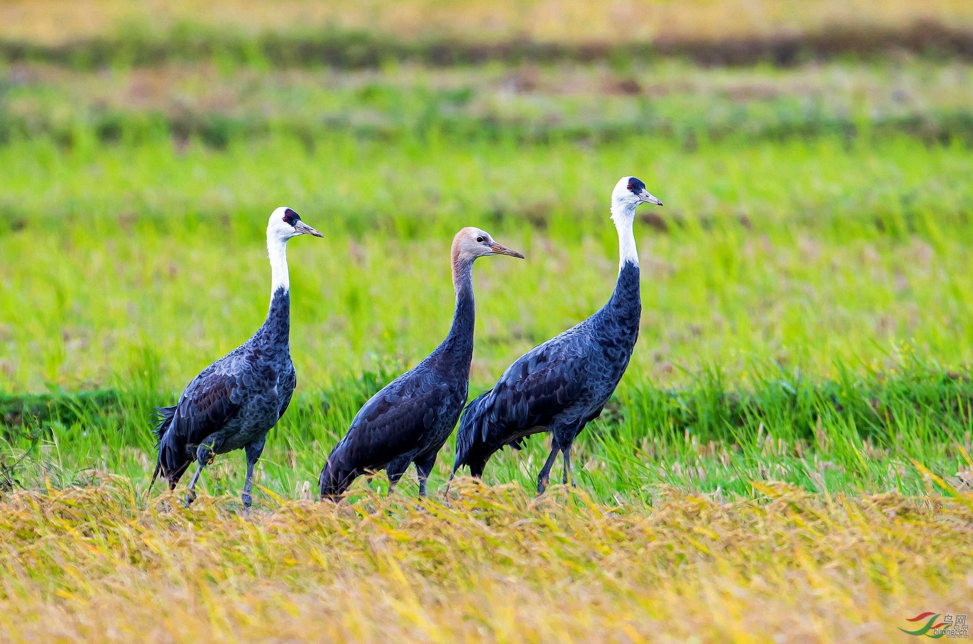 �������� ��ʦ�������ձ�500.jpg