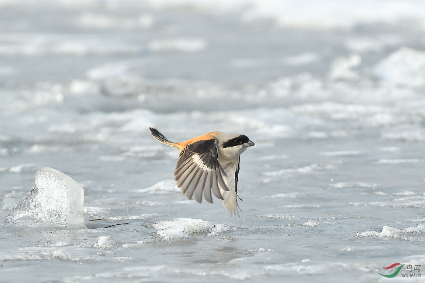 DSC_5561.JPG