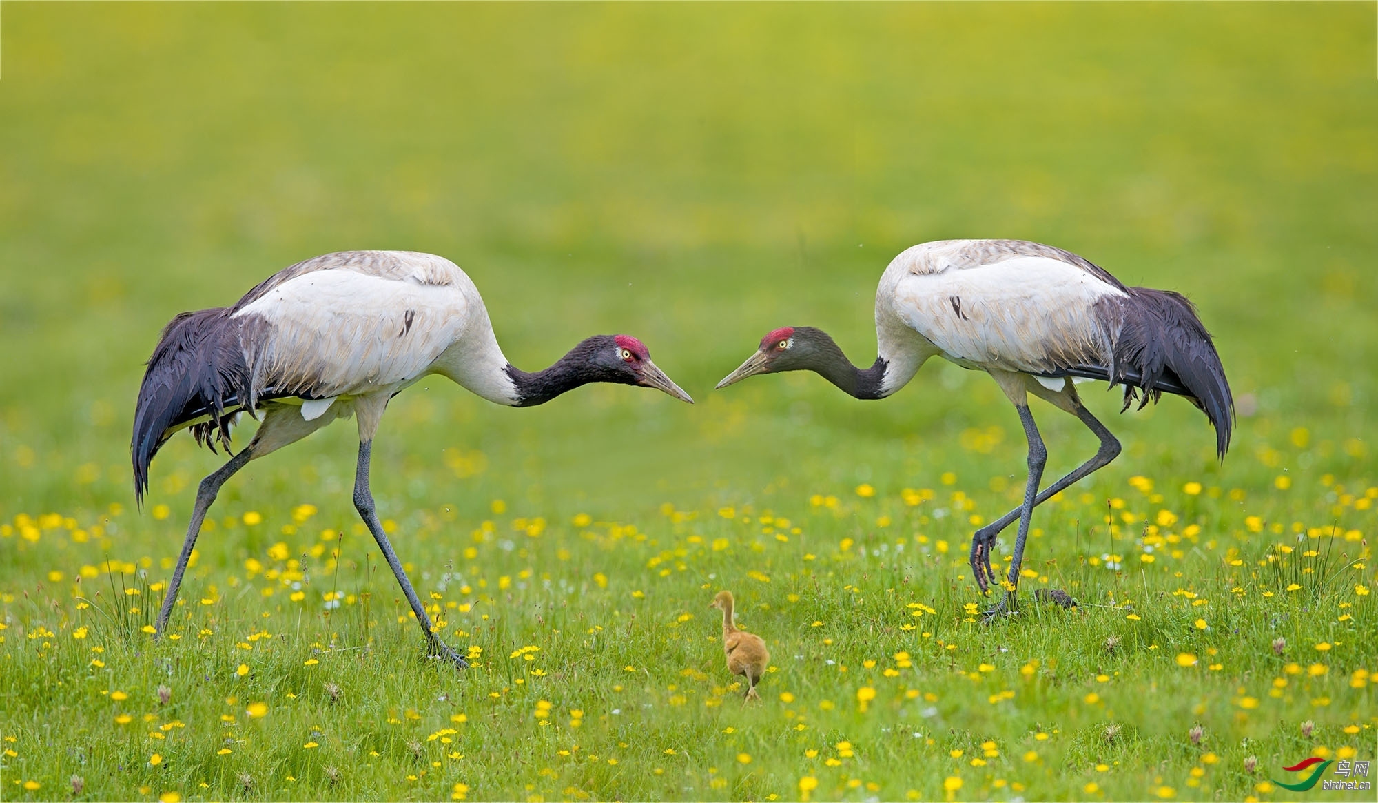 ��ɽ--ѩ�� ��ʦ�������Ĵ�ʡ ���Ӳ���Ǽ�������� ��������.jpg