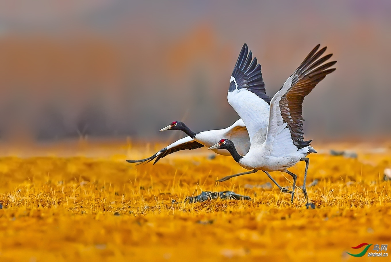 �������� ��ʦ������������������֥������֥��.jpg