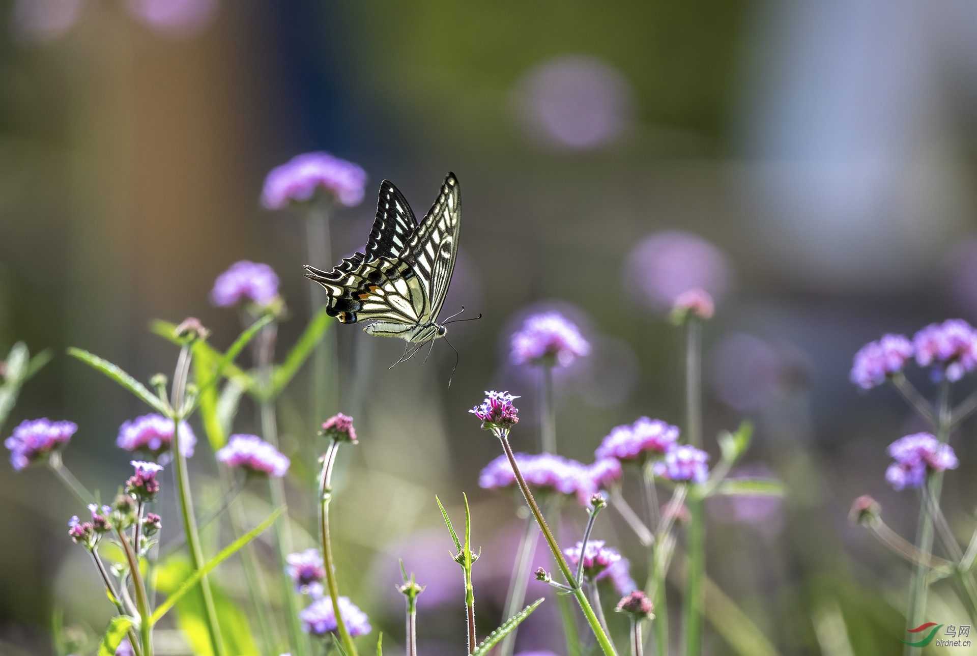 DSC_8924-denoise.jpg