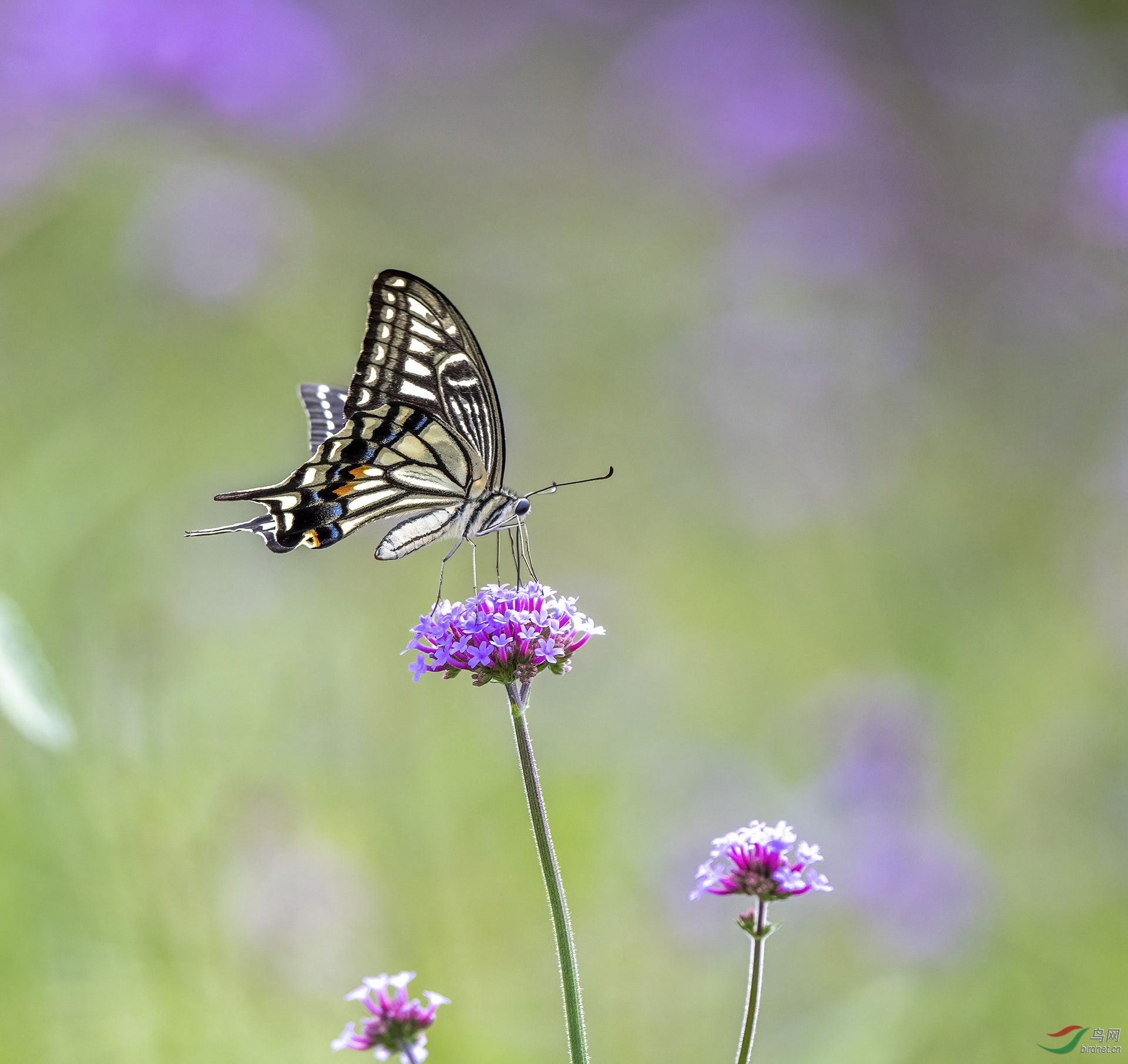 DSC_8944-denoise.jpg