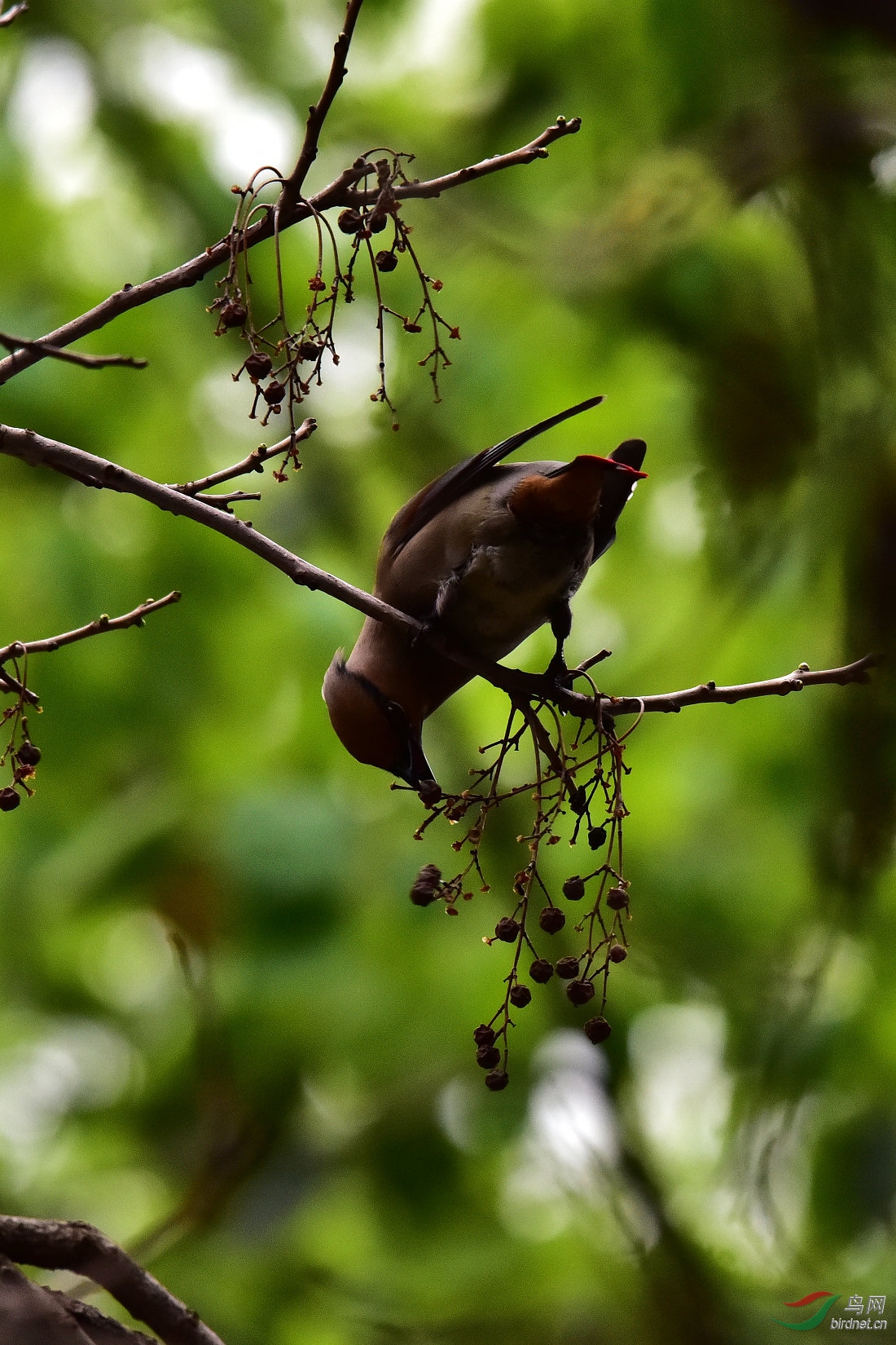 DSC_0305.JPG